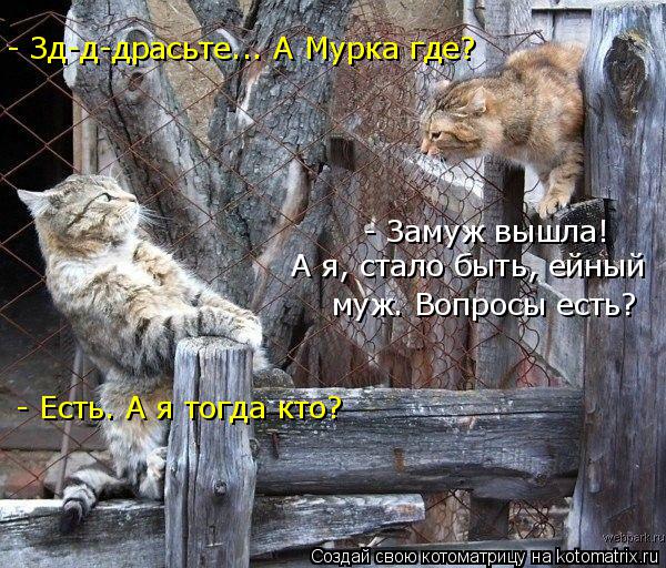 Котоматрица: - Зд-д-драсьте... А Мурка где? - Замуж вышла! А я, стало быть, ейный муж. Вопросы есть? - Есть. А я тогда кто?