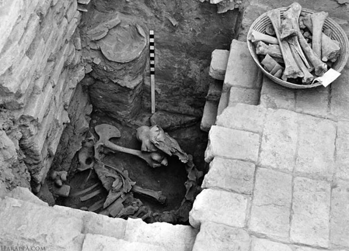 Кости верблюда, найденные здесь в 1950 году, оказались захоронением, сделанным в гораздо позднее время - после того, как древняя цивилизация погибла. Найдены и человеческие скелеты, но тоже не той эпохи. Видимо, в опустевший город позднее заселялись люди. /Фото:harappa.com